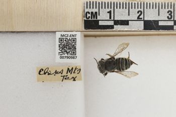 Media type: image;   Entomology 790987 Aspect: Labels